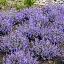 'Cat's Pajamas' Catmint -Flower Shop 007a41431a16418c80d39db60b946bc7