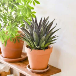 ART & SOL™ 'Thunderbird' Mangave -Flower Shop 03aafb083695892d18a515da2e8bad76