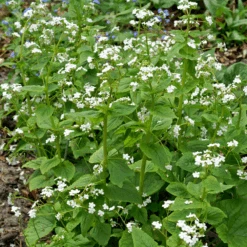 'Betty Bowring' Siberian Bugloss -Flower Shop 050414gbv002BrunneramacrophyllaBettyBowring 800x800 bc6a98a