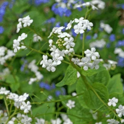 'Betty Bowring' Siberian Bugloss -Flower Shop 050414gbv004BrunneramacrophyllaBettyBowring 800x800 84d0f5f