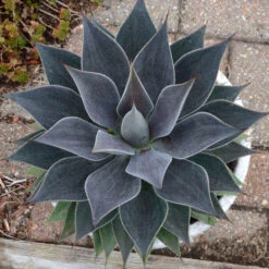 Mad About Mangave® 'Lavender Lady' Mangave -Flower Shop 056ee8ecc407e7b185d07c4f22227802