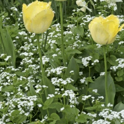 'Betty Bowring' Siberian Bugloss -Flower Shop 090423gbv180TulipaFringedEleganceandBrunneraBettyBowring 800x800 516b110