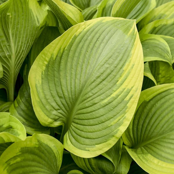 Shadowland® 'Lone Star' Hosta 2 Shadowland® 'Lone Star' Hosta - Image 2