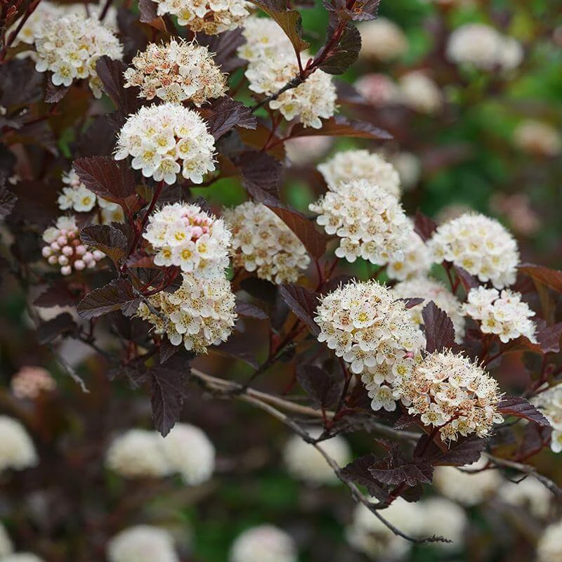 Ginger Wine® Ninebark 2 Ginger Wine® Ninebark - Image 2