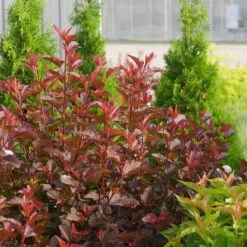 Ginger Wine® Ninebark 8 Ginger Wine® Ninebark -Flower Shop 1034 4523 popup sw