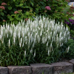 Magic Show® 'White Wands' Spike Speedwell -Flower Shop 1100 3776 popup
