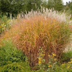 Purple Eulalia -Flower Shop 111 1217 popup sw