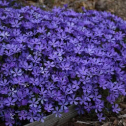 'Violet Pinwheels' Creeping Phlox -Flower Shop 116ee91bcb827ca51607a57f7cd9bae9