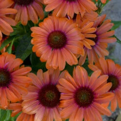 Color Coded⢠'Orange You Awesome' Coneflower