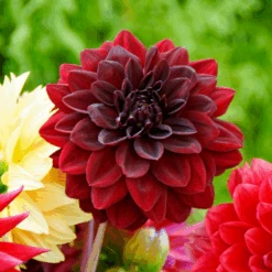 'Arabian Night' Dahlia 7 'Arabian Night' Dahlia -Flower Shop 130827cre001DahliaArabianNight 800x800 d4469fe