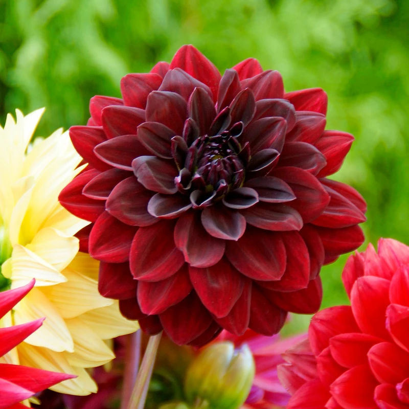 'Arabian Night' Dahlia 4 'Arabian Night' Dahlia - Image 4