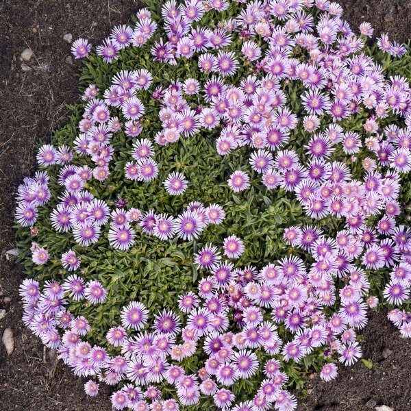 Kaleidoscope™ 'Pink Radiance' Ice Plant 2 Kaleidoscope™ 'Pink Radiance' Ice Plant - Image 2