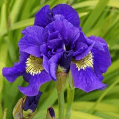 'Concord Crush' Siberian Iris -Flower Shop 150609gbo034IrisConcordCrush 800x800 7f1f261