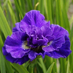 'Concord Crush' Siberian Iris -Flower Shop 160610gbo149IrissibiricaConcordCrush 800x800 6477bf7