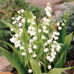 Lily Of The Valley -Flower Shop 176 convallaria lily of the valley 3