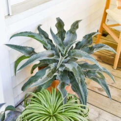 ART & SOL™ 'Catch A Wave' Mangave -Flower Shop 18423585ce1ad995b4a22fd8aeaf4826