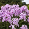Luminary™ 'Opalescence' Phlox