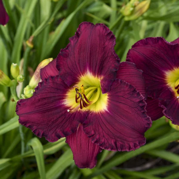 Rainbow Rhythm® 'Nosferatu' Daylily 1 Rainbow Rhythm® 'Nosferatu' Daylily
