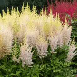 'Milk And Honey' Astilbe -Flower Shop 200630gbo002AstilbeMilkandHoney 800x800 eb98305