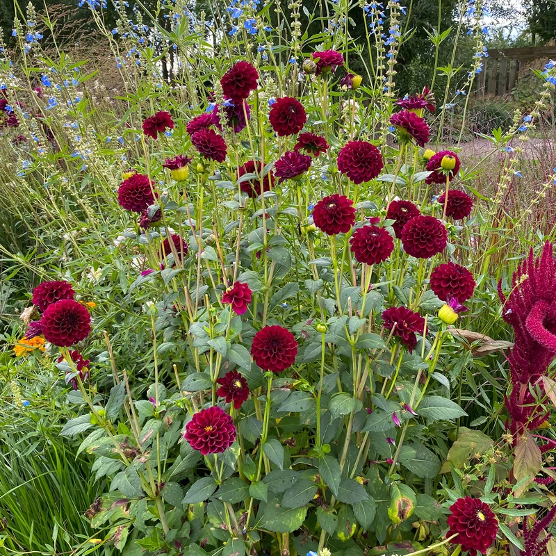 'Arabian Night' Dahlia 2 'Arabian Night' Dahlia - Image 2