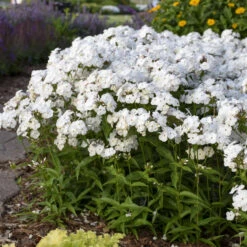 'Opening Act White' Hybrid Phlox -Flower Shop 2086636338d2bfcc9873fb0b305b67a1