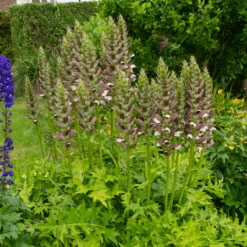 'Morning Candle' Bear's Breech -Flower Shop 210703gbo035AcanthusMorningCandle 800x800 07910a0