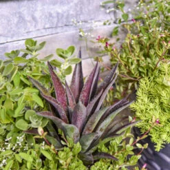 ART & SOL™ 'Thunderbird' Mangave -Flower Shop 212e879efa460cdd03e89198acb37a77