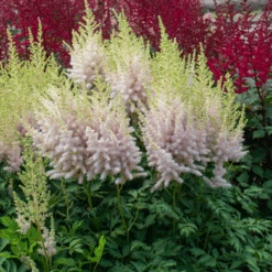 'Milk And Honey' Astilbe -Flower Shop 220701gbo051AstilbeMilkandHoney 800x800 975ced0