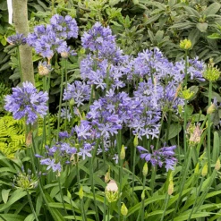 'Dr. Brouwer' Lily-of-the-Nile