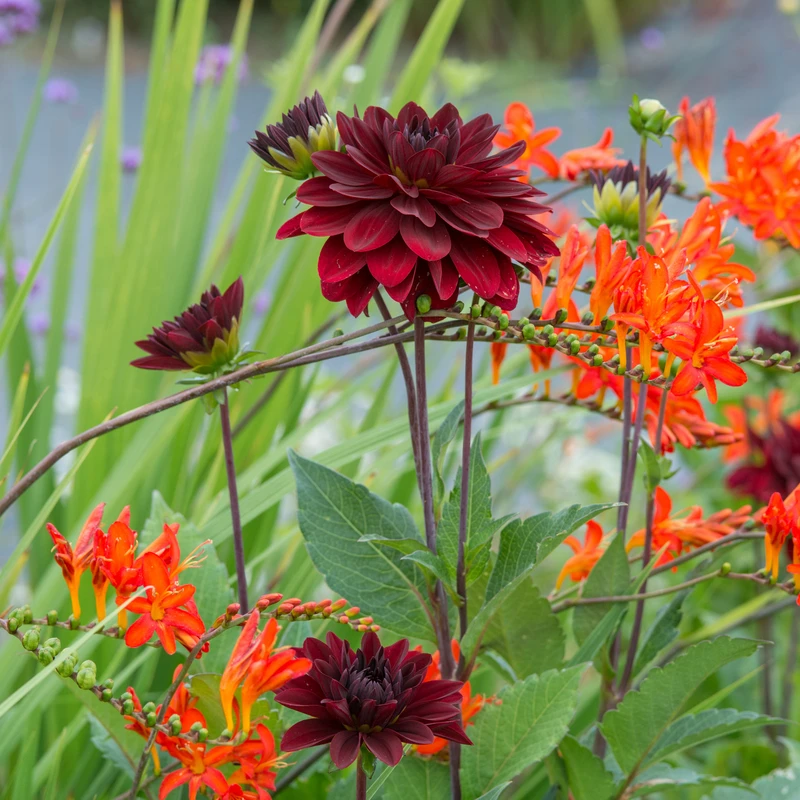 'Arabian Night' Dahlia 1 'Arabian Night' Dahlia