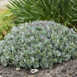 Rock 'N Round™ 'Popstar' Stonecrop 7 Rock 'N Round™ 'Popstar' Stonecrop -Flower Shop 227f54d52c5ff9d8c85dac352f099660