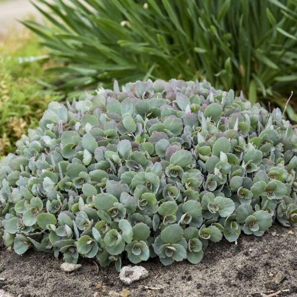 Rock 'N Round™ 'Popstar' Stonecrop 3 Rock 'N Round™ 'Popstar' Stonecrop - Image 3