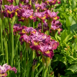 'Miss Apple' Siberian Iris -Flower Shop 230607gbo114IrissibiricaMissApple 800x800 a4777d0