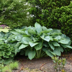 Shadowland® 'Empress Wu' Hosta -Flower Shop 265d8e14c758a02e4d6a055b09c0bb5d