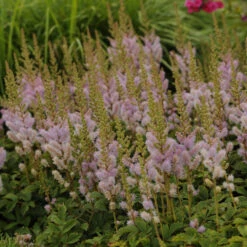 Dwarf Chinese Astilbe 9 Dwarf Chinese Astilbe -Flower Shop 26a62b9a14c066620793a6074e344f90