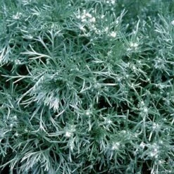 'Silver Mound' Wormwood -Flower Shop 299 1110 popup sw