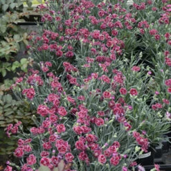 Fruit Punch® 'Black Cherry Frost' Dianthus 8 Fruit Punch® 'Black Cherry Frost' Dianthus -Flower Shop 2abdf933c70bf61f7f5db61c2d748d07