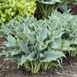 Shadowland® 'Waterslide' Hosta 11 Shadowland® 'Waterslide' Hosta -Flower Shop 2cd4c1b19f8358652dc0f5a422cfcb56