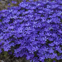 'Violet Pinwheels' Creeping Phlox -Flower Shop 2dbab699641a718b378d2e1c01eabb5f