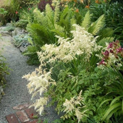 White Astilbe -Flower Shop 300 1244 popup