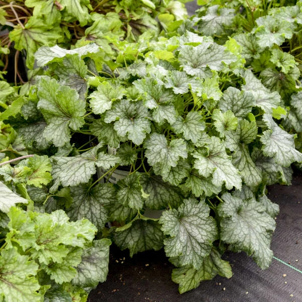 Fun And Games® 'Shadow Tag' Foamy Bells 1 Fun And Games® 'Shadow Tag' Foamy Bells