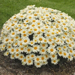 'Whoops-A-Daisy' Shasta Daisy -Flower Shop 316b0418603545106797c3e91bf9b14a