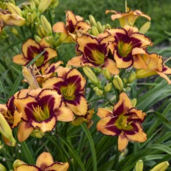 Rainbow Rhythm® 'Blazing Glory' Daylily -Flower Shop 327e0ace949ee6b43ebc4a674319a7da