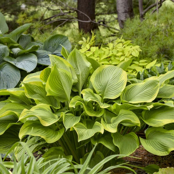 Shadowland® 'Lone Star' Hosta 1 Shadowland® 'Lone Star' Hosta