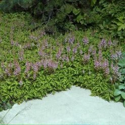 Dwarf Chinese Astilbe 8 Dwarf Chinese Astilbe -Flower Shop 383 1381 popup sw