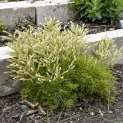 'Fairy Hair' Goatsbeard -Flower Shop 3843e0be22ede29c121287fd613c0698