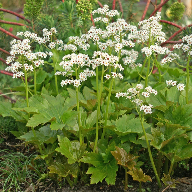 Red-Leafed Mukdenia 1 Red-Leafed Mukdenia