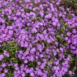 'Rose Sprite' Hybrid Spring Phlox -Flower Shop 39b557cd0d5b705709365772c97fa006