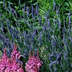 'Grosso' Lavender -Flower Shop 410 1184 popup sw