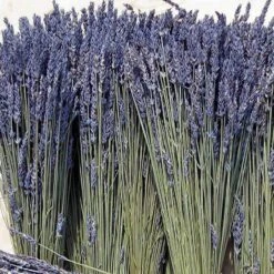 'Grosso' Lavender -Flower Shop 410 1759 popup sw